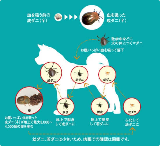 犬や猫に寄生するダニと成長過程