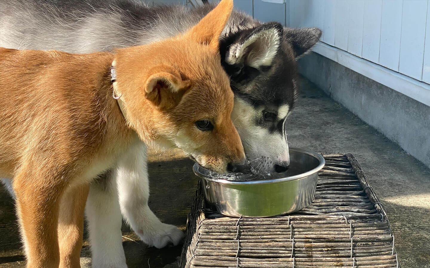 アイリー動物病院のパピークラス「4，楽しいお散歩のために」