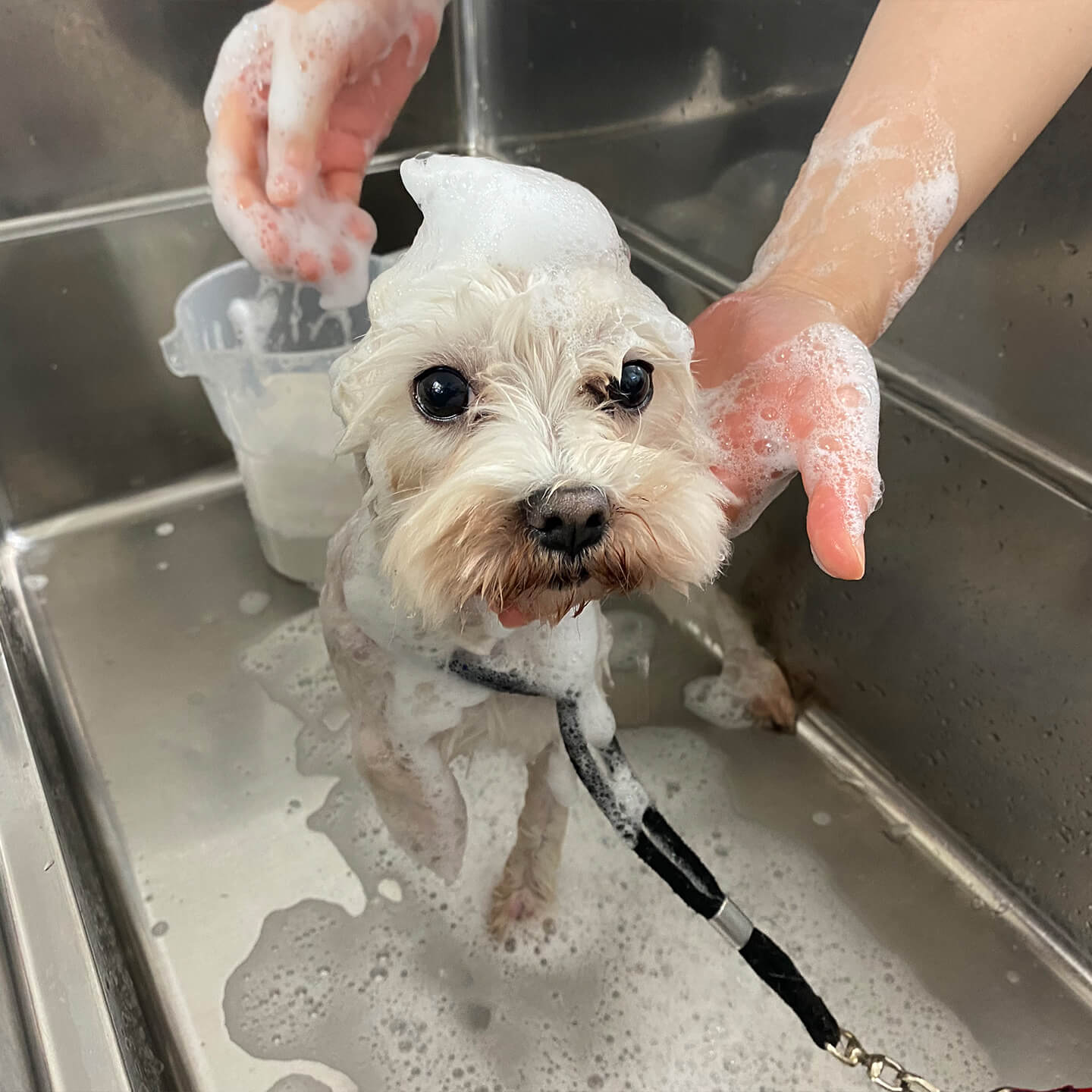 シャンプーコースのシャンプー中の犬