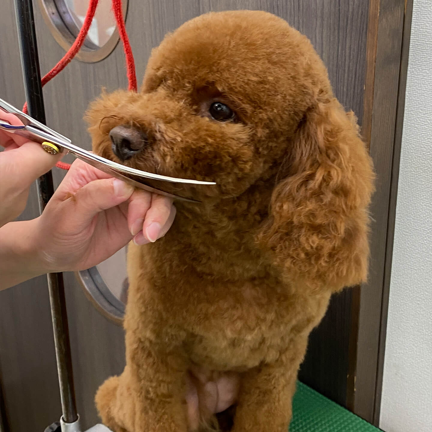 アイリー動物病院のトリミング　トリミング中の犬