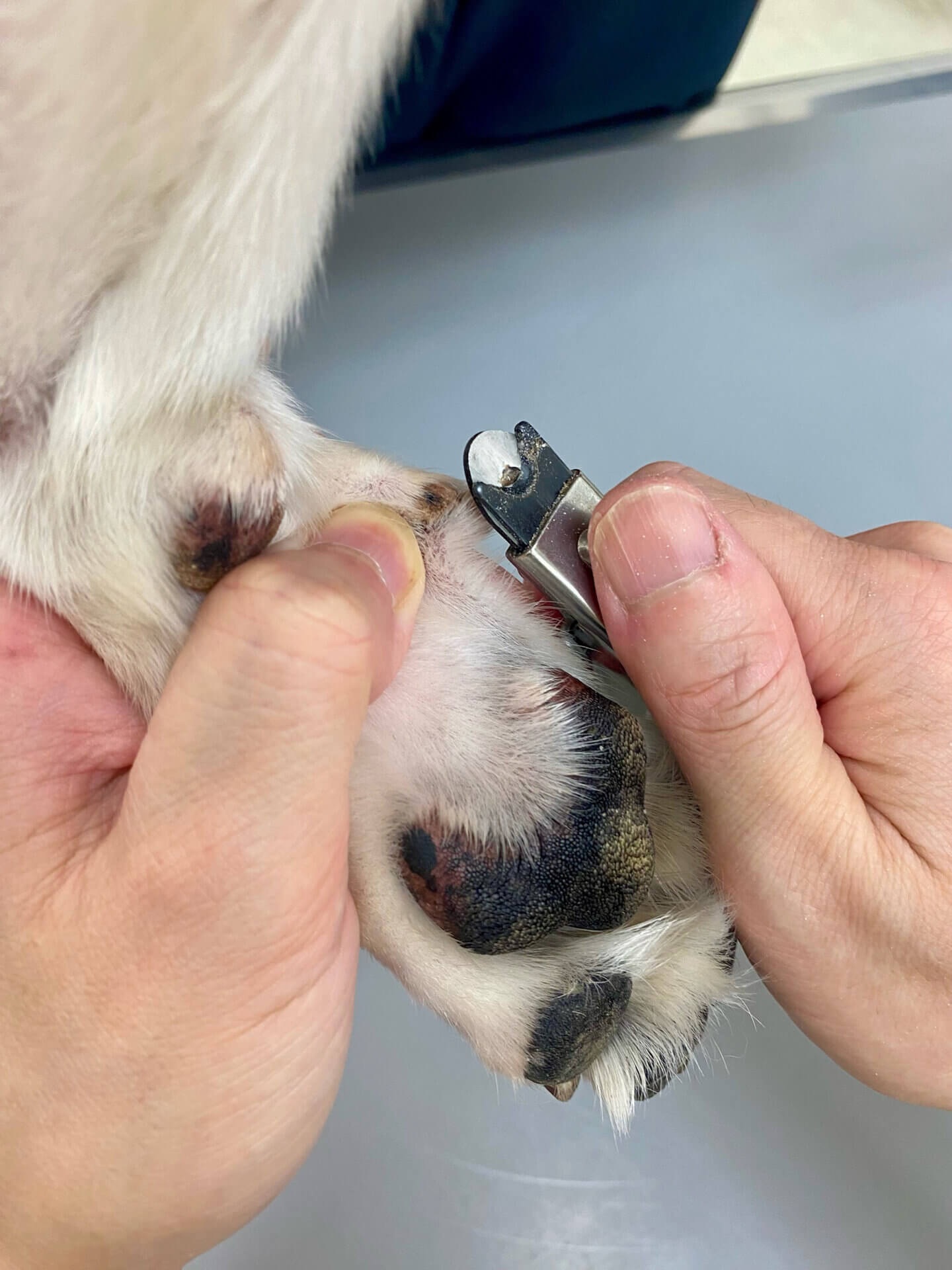 白っぽい爪の犬猫は、血管が透けて見えて境目がわかりやすい