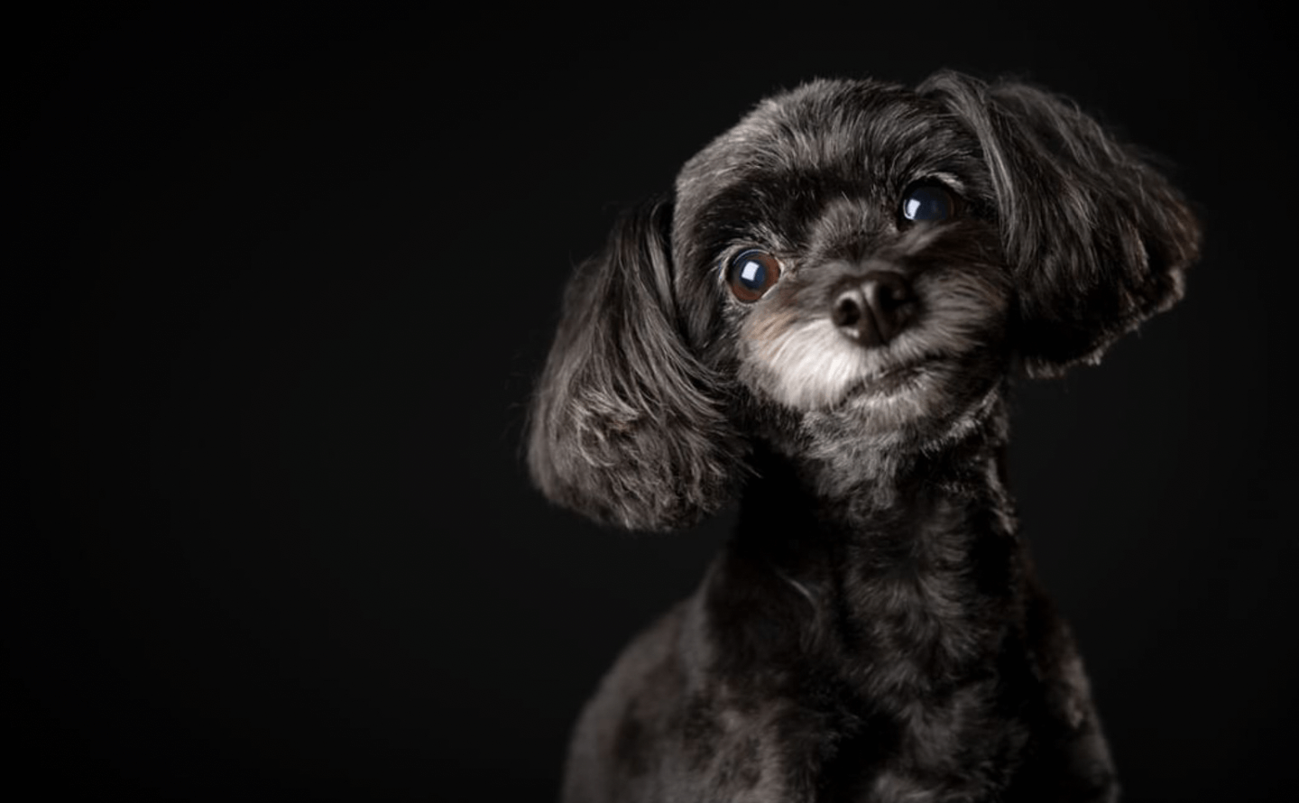 黒い犬でも黒背景でかっこいい可愛く撮れます