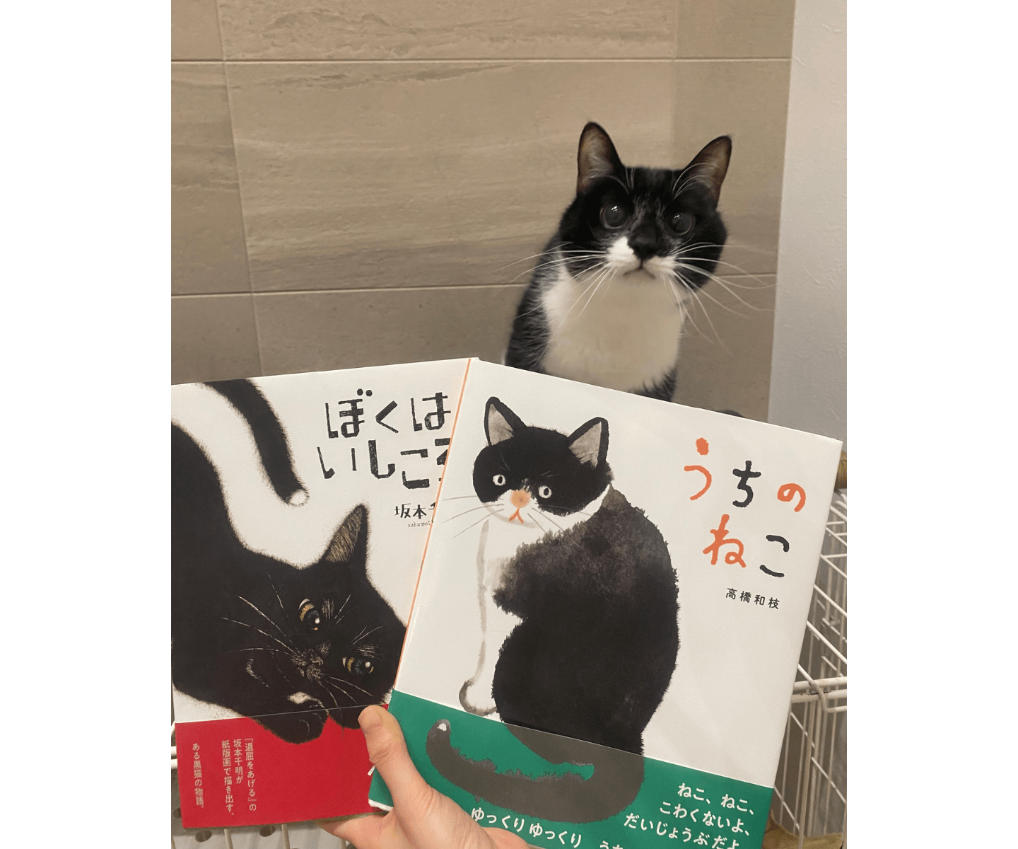 猫が出てくる絵本の中で最近のおすすめをご紹介します